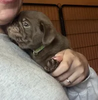 Kevin 🍫, a male Pug for sale in Bloomington, IL – 8 of 10