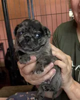 Beans, a male Pug for sale in Bloomington, IL – 6 of 10