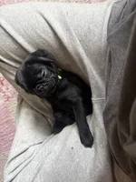 Max, a male Pug for sale in Bloomington, IL – 6 of 10