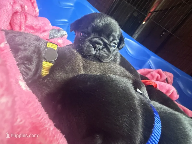Nemo – Pug puppy for sale in Bloomington, IL