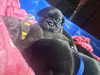 Nemo, a male Pug for sale in Bloomington, IL – 4 of 10