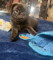 Count Chocula Jr. 🍫, a male Pug for sale in Bloomington, IL – 9 of 10