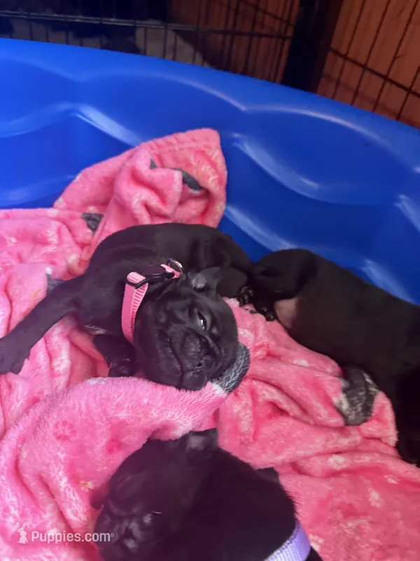 Petal – Pug puppy for sale in Bloomington, IL
