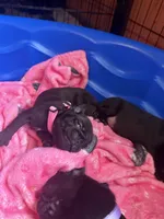 Petal, a female Pug for sale in Bloomington, IL – 1 of 10