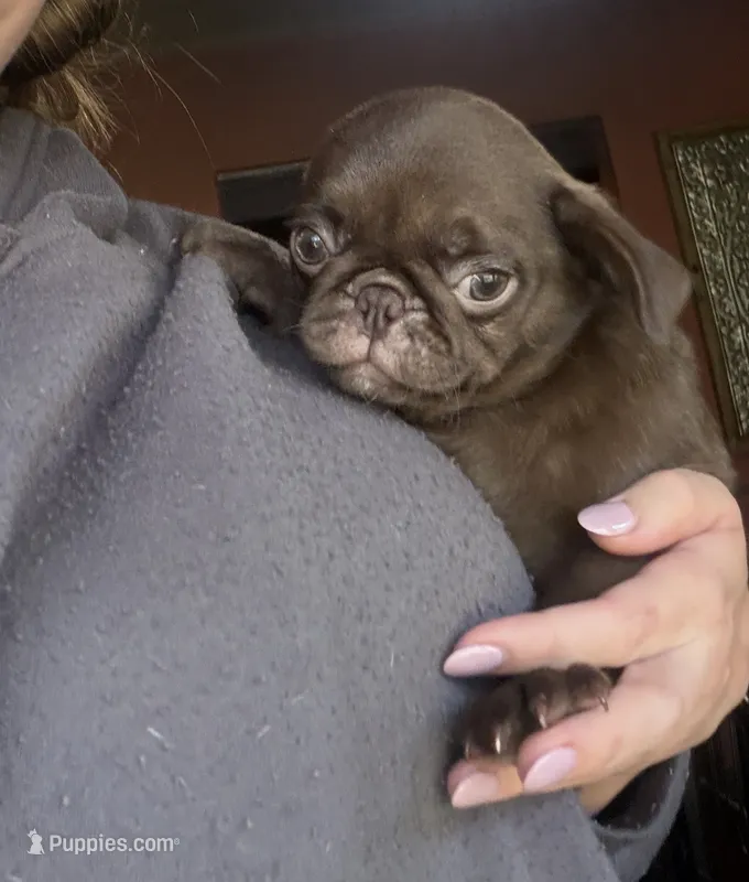 Lila 🍫  – Pug puppy for sale in Bloomington, IL