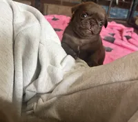 Lila 🍫 , a female Pug for sale in Bloomington, IL – 5 of 10