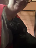 Pearl, a female Pug and Brussels Griffon for sale in Bloomington, IL – 8 of 10
