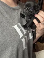 Nemo, a male Pug for sale in Bloomington, IL – 8 of 10