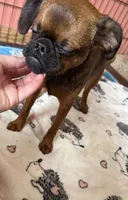 Rex, a male Brussels Griffon for sale in Bloomington, IL – 6 of 10
