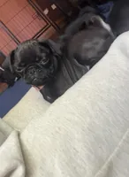 Marie, a female Pug for sale in Bloomington, IL – 6 of 10