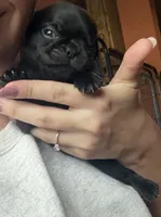 Nuggie, a male Pug for sale in Bloomington, IL – 2 of 10