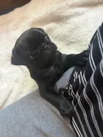 Patty, a female Pug for sale in Bloomington, IL – 4 of 10