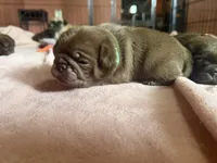 Kevin, a male Pug for sale in Bloomington, IL – 7 of 10