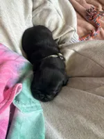 Snowy, a female Pug for sale in Bloomington, IL – 3 of 10