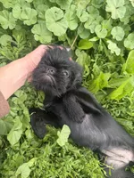 Astrid, a female Brussels Griffon for sale in Bloomington, IL – 4 of 10