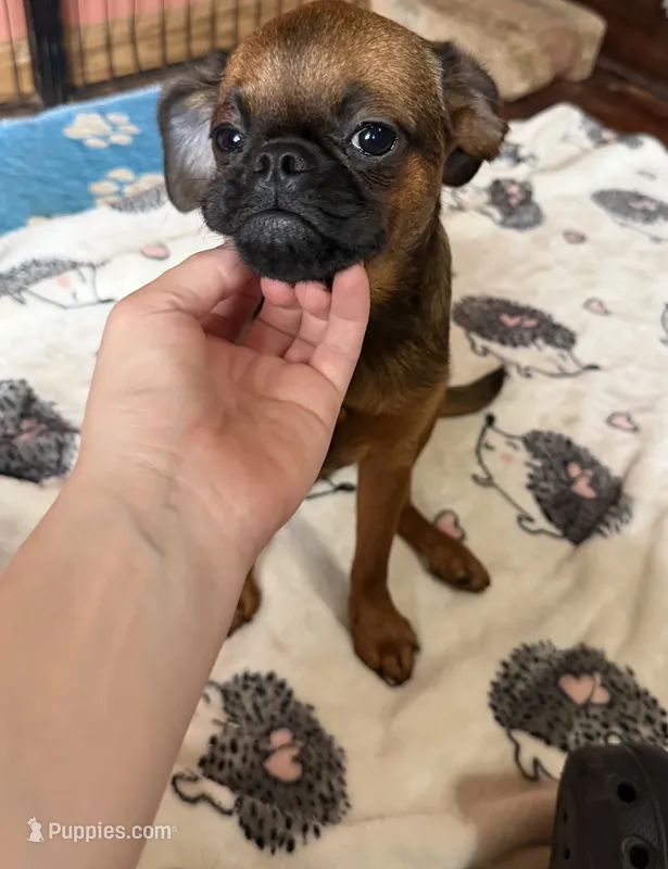 Rex – Brussels Griffon puppy for sale in Bloomington, IL