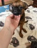 Rex, a male Brussels Griffon for sale in Bloomington, IL – 1 of 10