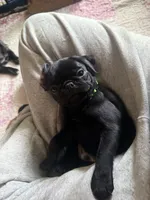 Max, a male Pug for sale in Bloomington, IL – 2 of 10