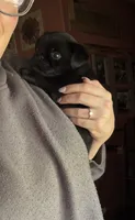 Baxter, a male Pug and Brussels Griffon for sale in Bloomington, IL – 4 of 10