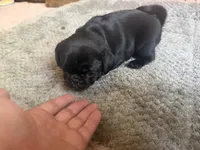 Petal, a female Pug for sale in Bloomington, IL – 6 of 10