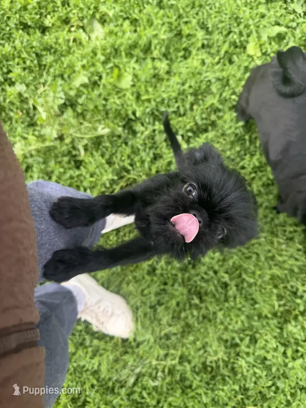 Astrid – Brussels Griffon puppy for sale in Bloomington, IL