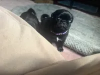 Petal, a female Pug for sale in Bloomington, IL – 1 of 10