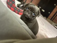 Snickers, a male Pug for sale in Bloomington, IL – Photo 4 of 10