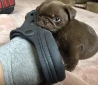 Snickers, a male Pug for sale in Bloomington, IL – Photo 8 of 10