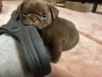 Snickers, a male Pug for sale in Bloomington, IL – Photo 1 of 10