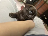 Snickers, a male Pug for sale in Bloomington, IL – Photo 10 of 10