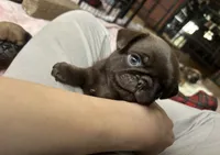 Snickers, a male Pug for sale in Bloomington, IL – Photo 6 of 10