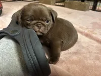 Snickers, a male Pug for sale in Bloomington, IL – Photo 9 of 10