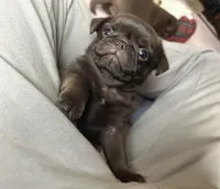 Snickers, a male Pug for sale in Bloomington, IL – Photo 5 of 10