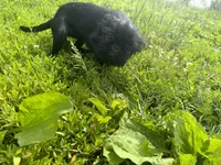 Astrid, a female Brussels Griffon for sale in Bloomington, IL – 2 of 10