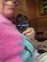 Count Chocula Jr., a male Pug for sale in Bloomington, IL – 5 of 10