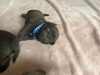 Count Chocula Jr., a male Pug for sale in Bloomington, IL – 9 of 10