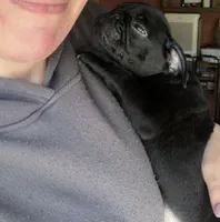 Pete, a male Pug for sale in Bloomington, IL – 6 of 10