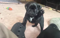 Petal, a female Pug for sale in Bloomington, IL – 2 of 10