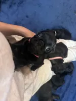 Petal, a female Pug for sale in Bloomington, IL – 2 of 10
