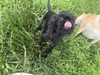 Astrid, a female Brussels Griffon for sale in Bloomington, IL – 3 of 10