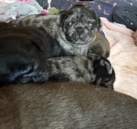 Beans, a male Pug for sale in Bloomington, IL – 4 of 10
