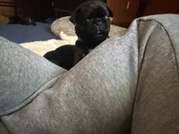 Ted, a male Pug for sale in Bloomington, IL – 10 of 10
