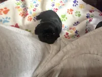 Nemo, a male Pug for sale in Bloomington, IL – 1 of 10