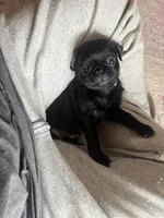 Max, a male Pug for sale in Bloomington, IL – 4 of 10