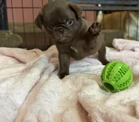 Lila 🍫 , a female Pug for sale in Bloomington, IL – 2 of 10