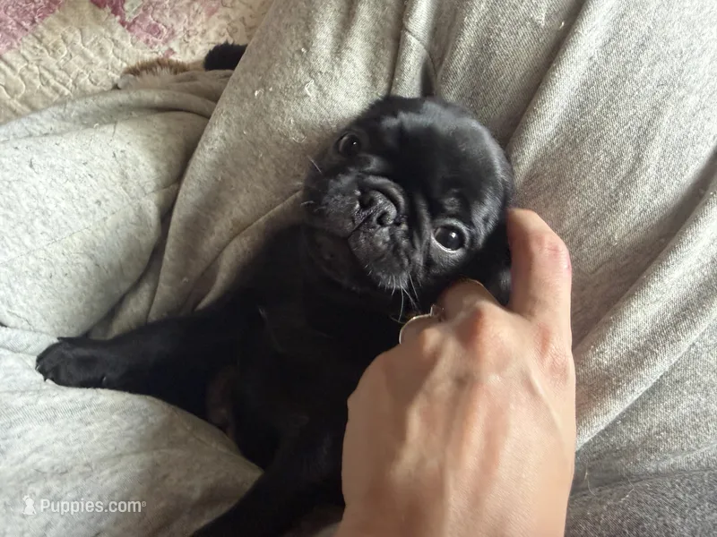 Max – Pug puppy for sale in Bloomington, IL