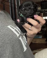Nemo, a male Pug for sale in Bloomington, IL – 3 of 10