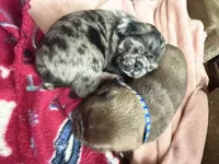 Beans, a male Pug for sale in Bloomington, IL – 9 of 10
