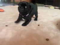 Petal, a female Pug for sale in Bloomington, IL – 8 of 10