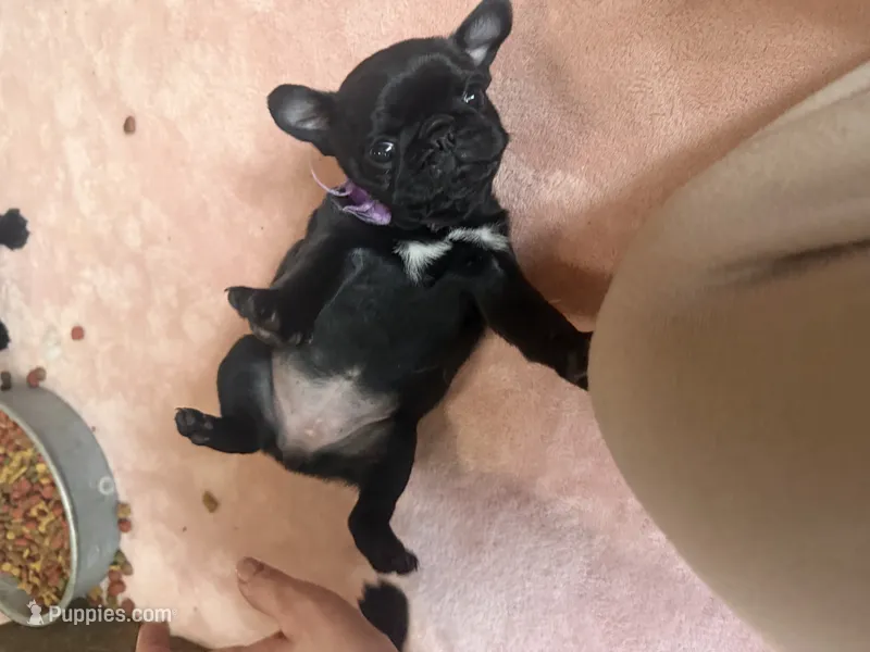 Pippa  – Pug puppy for sale in Bloomington, IL